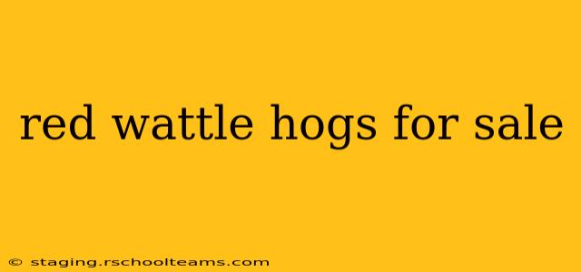 red wattle hogs for sale