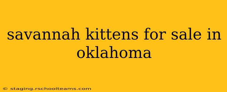 savannah kittens for sale in oklahoma