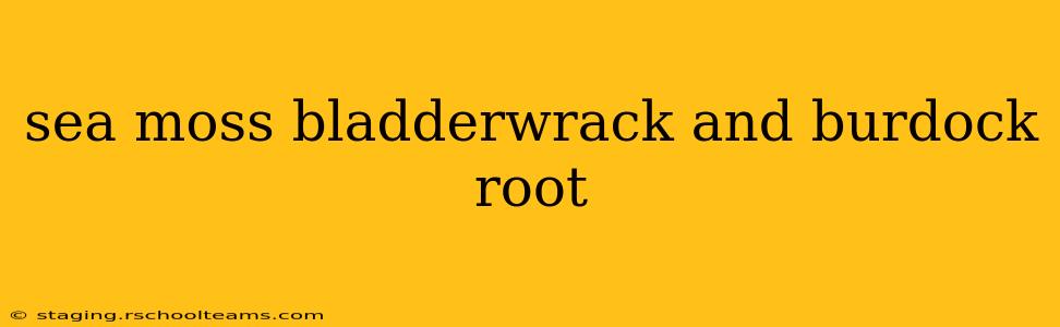 sea moss bladderwrack and burdock root