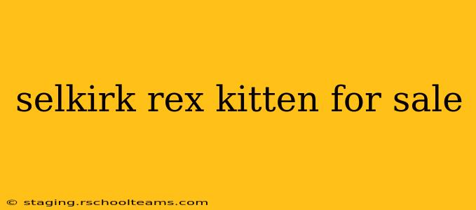 selkirk rex kitten for sale