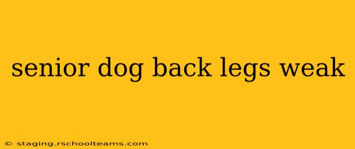 senior dog back legs weak