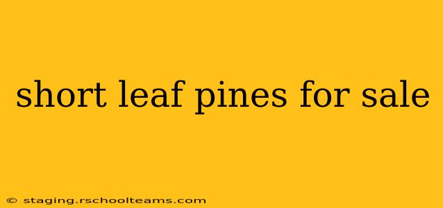 short leaf pines for sale