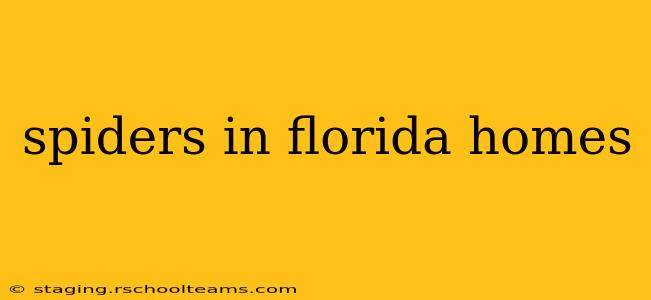 spiders in florida homes