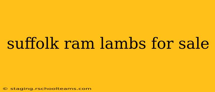 suffolk ram lambs for sale