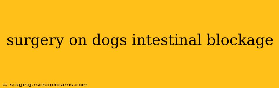 surgery on dogs intestinal blockage