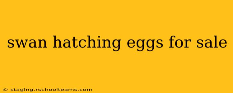 swan hatching eggs for sale