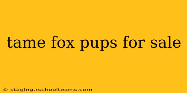 tame fox pups for sale