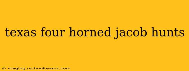 texas four horned jacob hunts