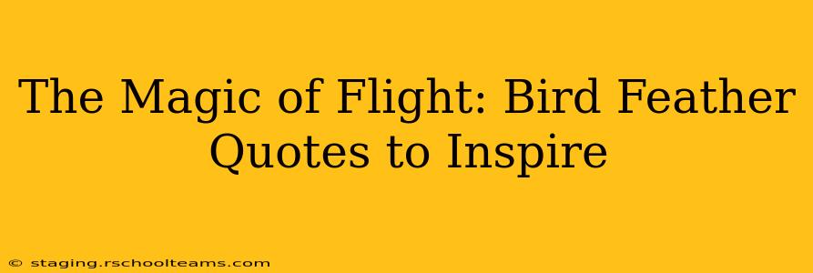 The Magic of Flight: Bird Feather Quotes to Inspire