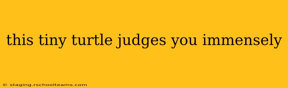 this tiny turtle judges you immensely