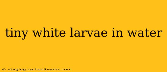 tiny white larvae in water