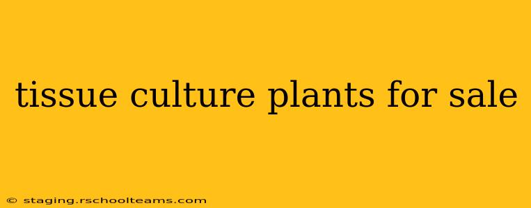 tissue culture plants for sale