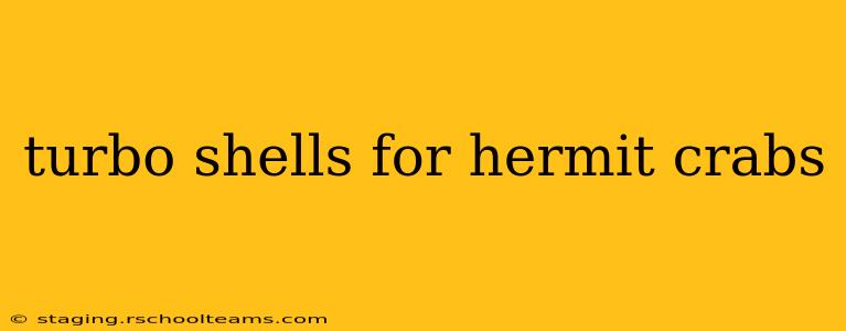 turbo shells for hermit crabs