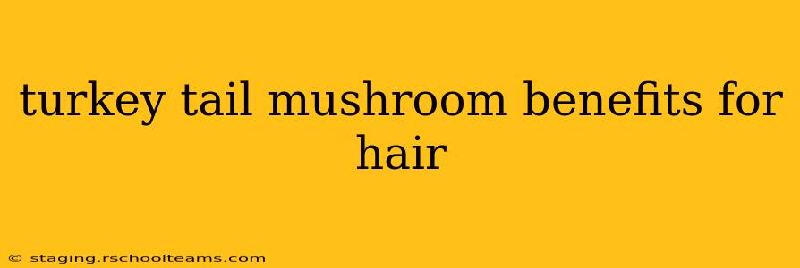 turkey tail mushroom benefits for hair