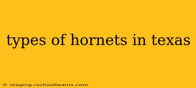 types of hornets in texas