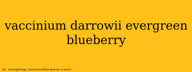 vaccinium darrowii evergreen blueberry