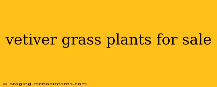 vetiver grass plants for sale