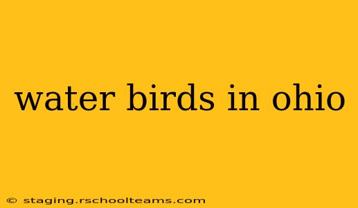 water birds in ohio