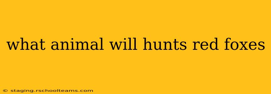 what animal will hunts red foxes