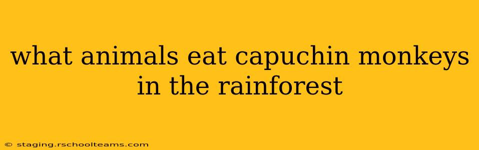 what animals eat capuchin monkeys in the rainforest
