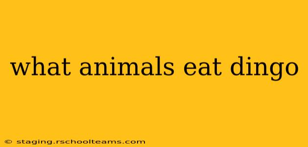 what animals eat dingo