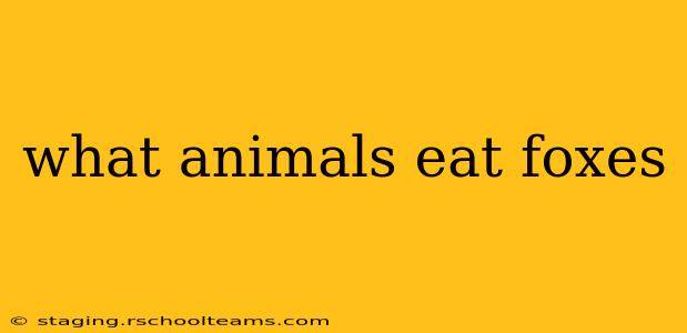 what animals eat foxes