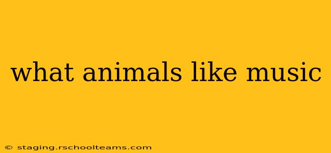 what animals like music