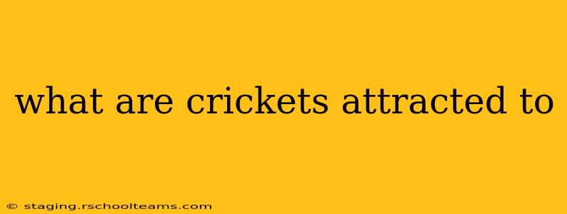 what are crickets attracted to
