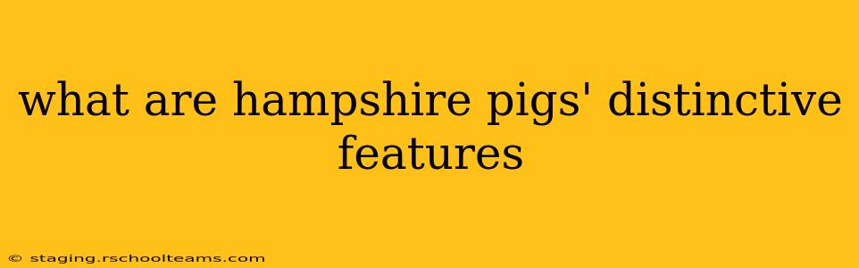 what are hampshire pigs' distinctive features