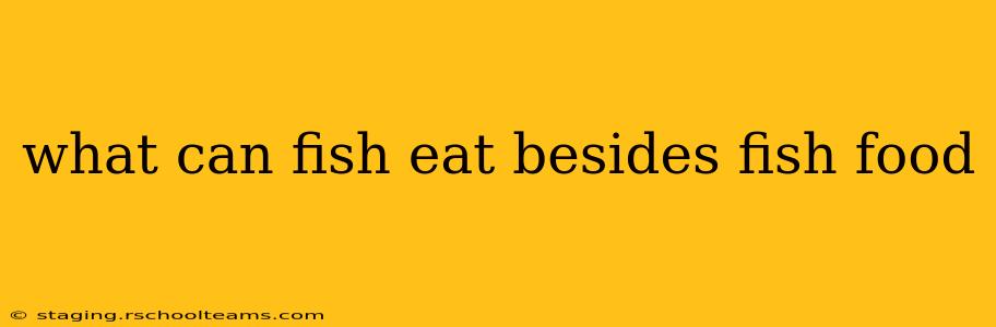 what can fish eat besides fish food