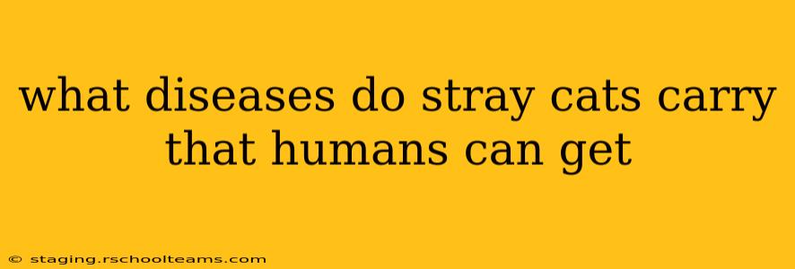 what diseases do stray cats carry that humans can get