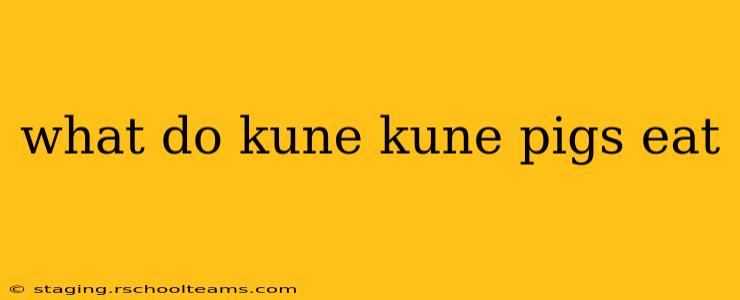 what do kune kune pigs eat