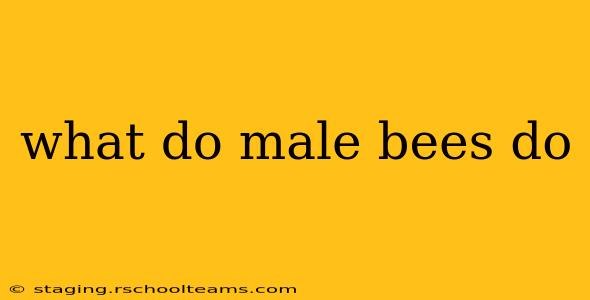 what do male bees do