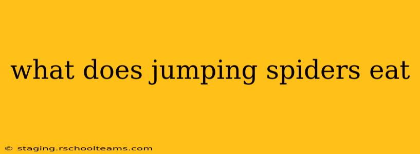 what does jumping spiders eat