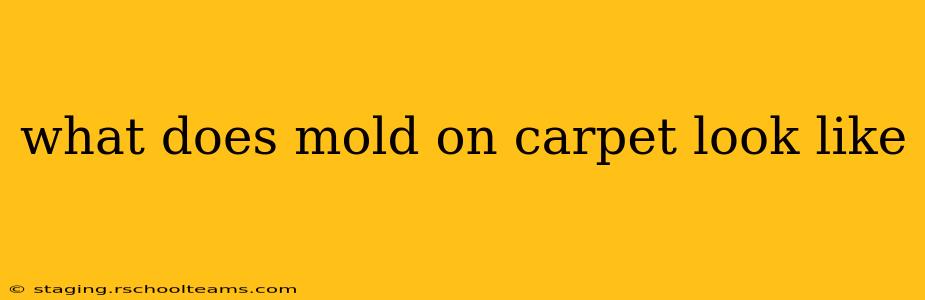 what does mold on carpet look like