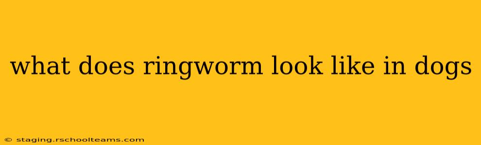 what does ringworm look like in dogs