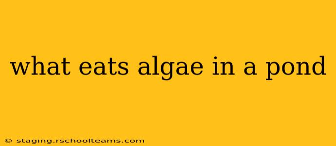 what eats algae in a pond
