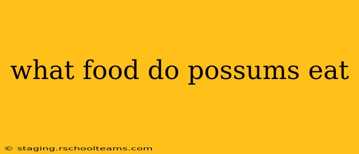 what food do possums eat