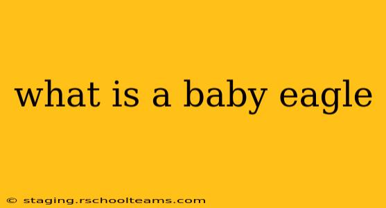 what is a baby eagle
