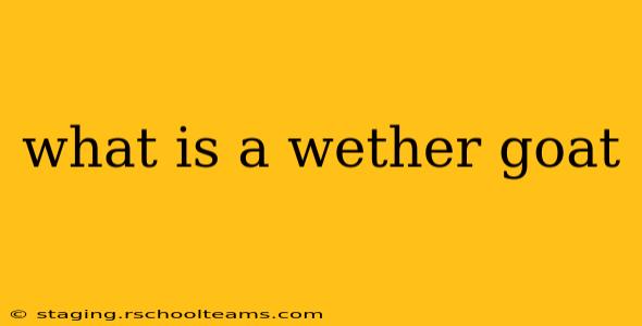 what is a wether goat