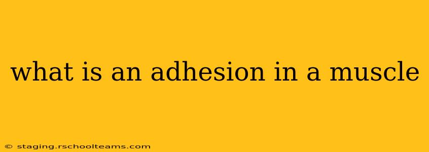 what is an adhesion in a muscle