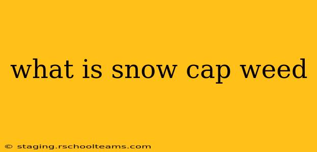what is snow cap weed