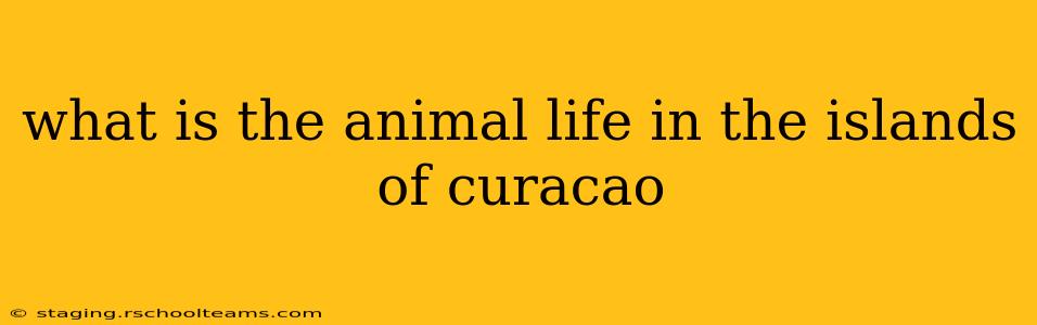 what is the animal life in the islands of curacao
