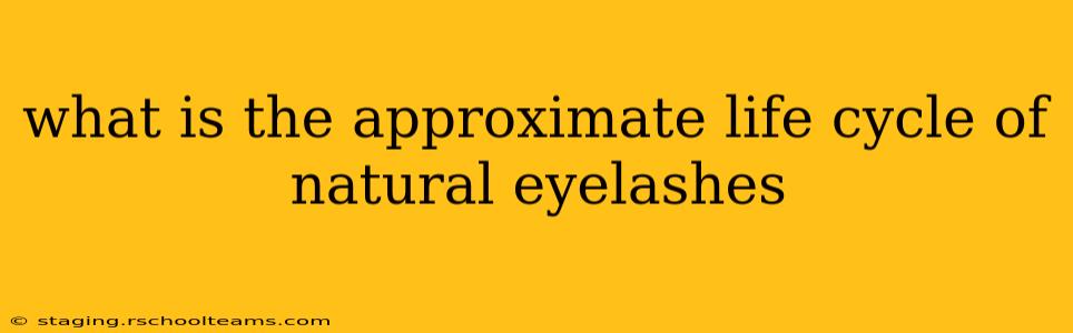 what is the approximate life cycle of natural eyelashes
