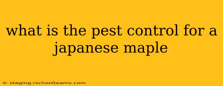 what is the pest control for a japanese maple