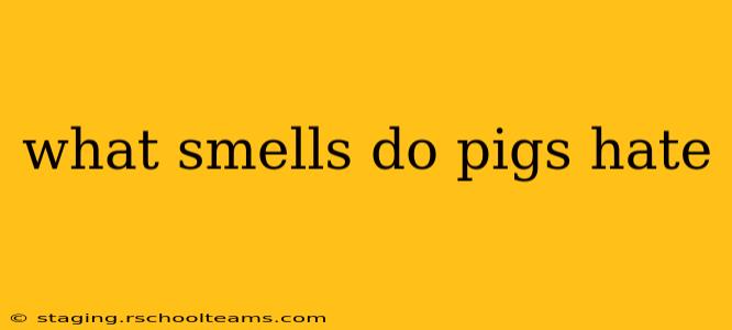 what smells do pigs hate