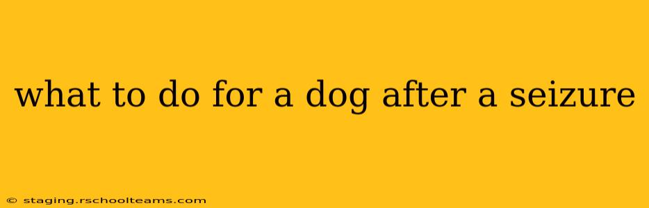 what to do for a dog after a seizure