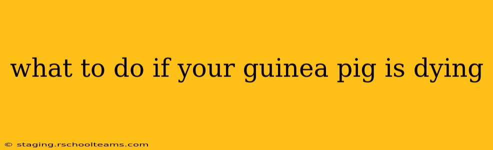 what to do if your guinea pig is dying