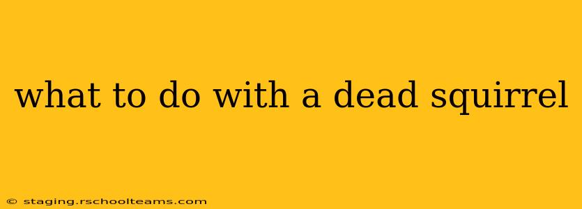 what to do with a dead squirrel