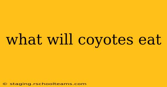 what will coyotes eat
